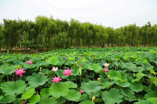 西安浐灞湿地公园，西安浐灞湿地公园都有什么（你拍了拍西安浐灞国家湿地公园）