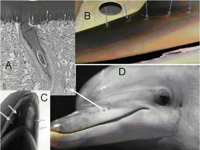 成年鲸鱼有没有天敌，鲸鱼不仅有过腿