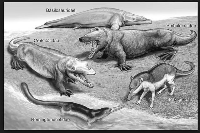 成年鲸鱼有没有天敌，鲸鱼不仅有过腿