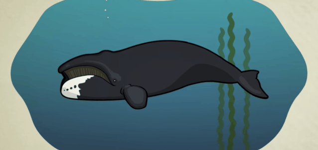 成年鲸鱼有没有天敌，鲸鱼不仅有过腿