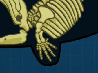 成年鲸鱼有没有天敌，鲸鱼不仅有过腿