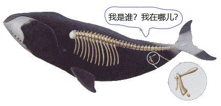 成年鲸鱼有没有天敌，鲸鱼不仅有过腿
