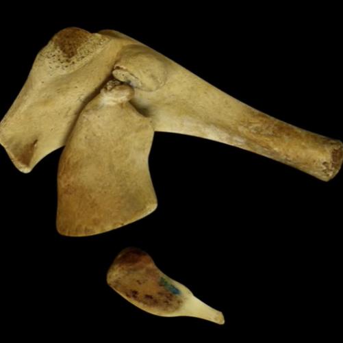 成年鲸鱼有没有天敌，鲸鱼不仅有过腿