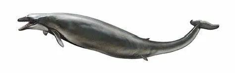 成年鲸鱼有没有天敌，鲸鱼不仅有过腿