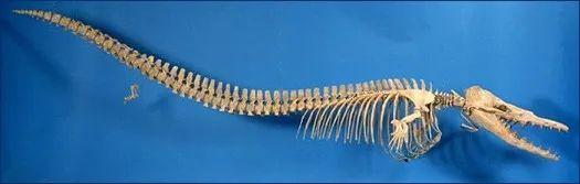 成年鲸鱼有没有天敌，鲸鱼不仅有过腿