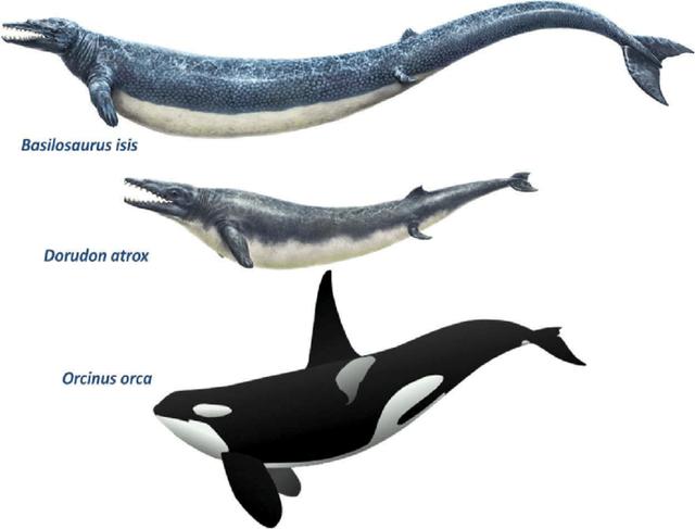 成年鲸鱼有没有天敌，鲸鱼不仅有过腿