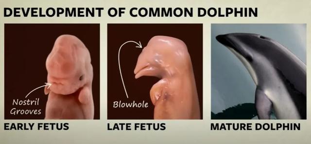 成年鲸鱼有没有天敌，鲸鱼不仅有过腿