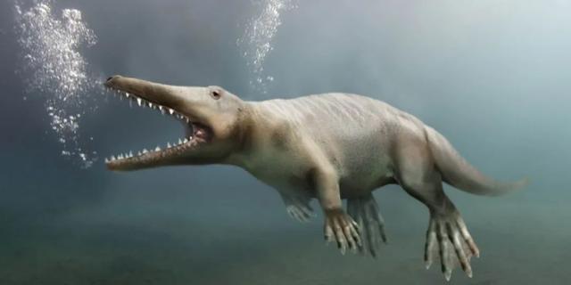 成年鲸鱼有没有天敌，鲸鱼不仅有过腿