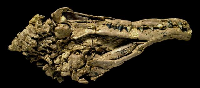 成年鲸鱼有没有天敌，鲸鱼不仅有过腿