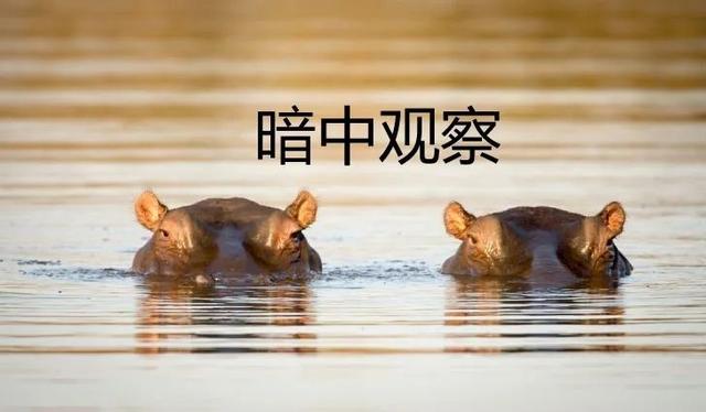 成年鲸鱼有没有天敌，鲸鱼不仅有过腿