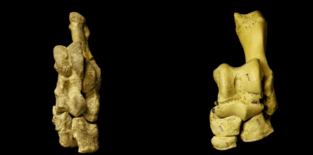 成年鲸鱼有没有天敌，鲸鱼不仅有过腿