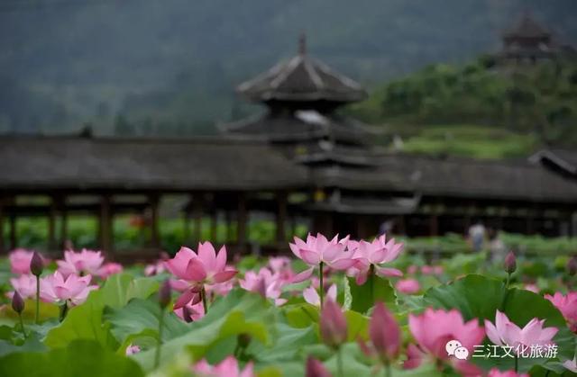 柳州3天2夜旅游攻略，柳州本地人良心整理推荐