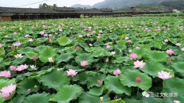 柳州3天2夜旅游攻略，柳州本地人良心整理推荐