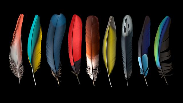 第一种鸟类进化分支，从它们的祖先开始就是这样