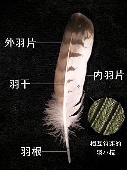 第一种鸟类进化分支，从它们的祖先开始就是这样