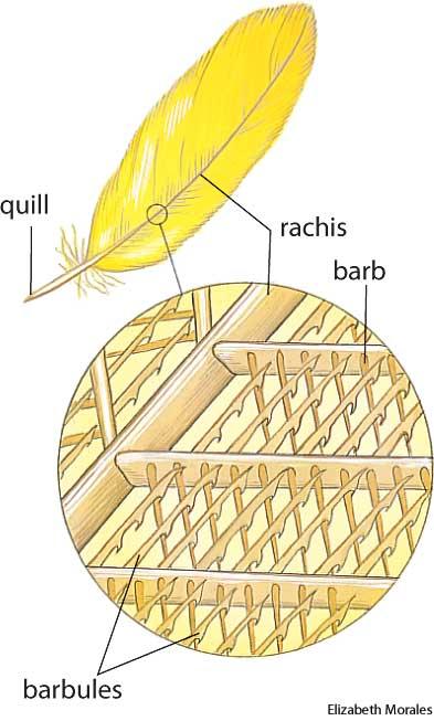 第一种鸟类进化分支，从它们的祖先开始就是这样