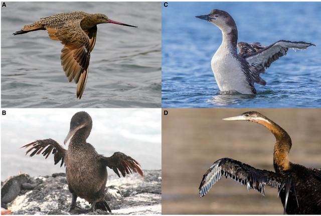 第一种鸟类进化分支，从它们的祖先开始就是这样