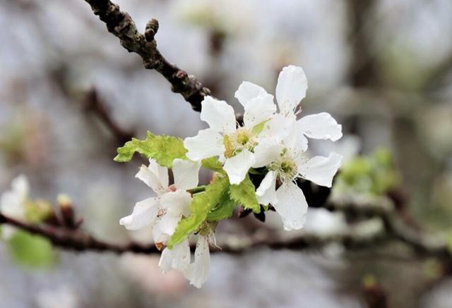 日本樱花树的简介，日本兵库县等多地的樱花树秋季开花
