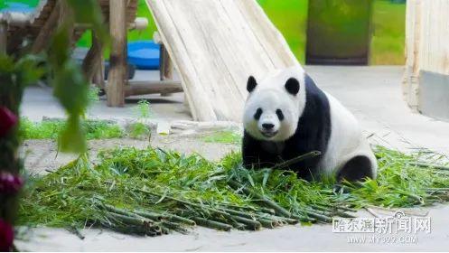 亚布力阳光滑雪场，亚布力阳光度假村滑雪场介绍（哈尔滨这些滑雪场超Nice）