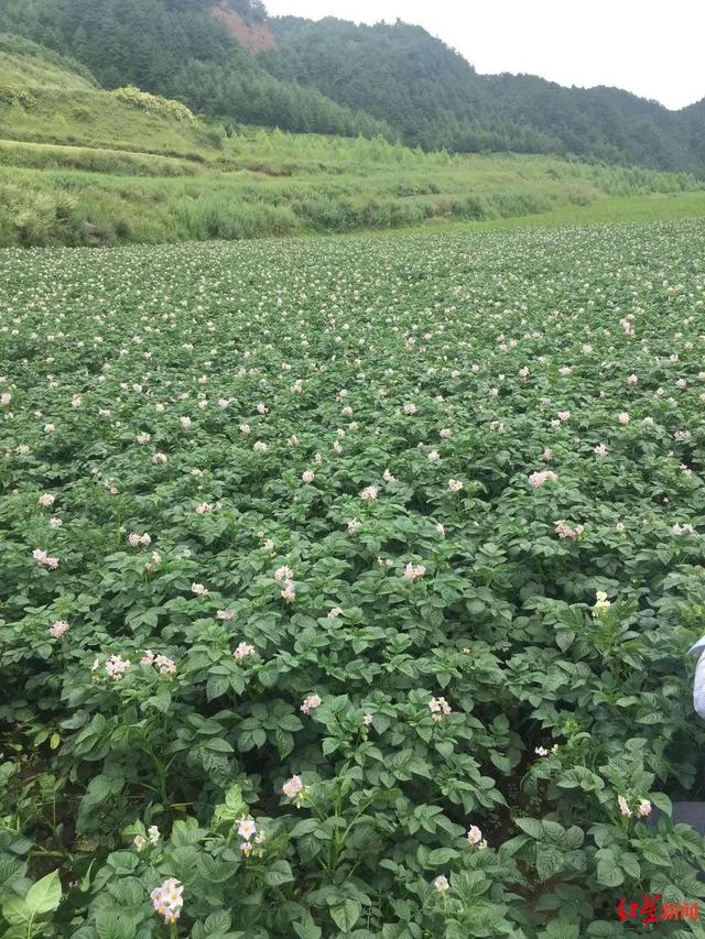 贵州土豆片是怎么做的，吃货们四川土豆