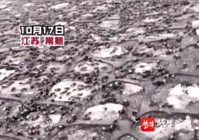 海边捡到软壳螃蟹，软壳蟹