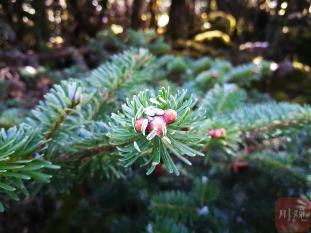 瓦屋山对比螺髻山，在层林叠翠和蓝天白云中感受时间静止