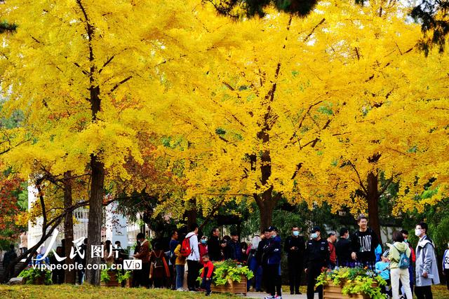 2022北京香山红叶最佳观赏时间，北京推出20处赏红片区