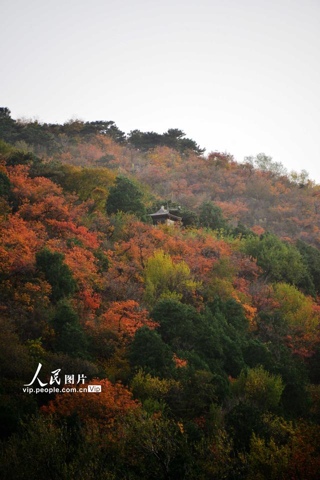2022北京香山红叶最佳观赏时间，北京推出20处赏红片区