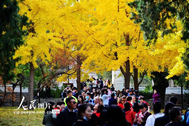 2022北京香山红叶最佳观赏时间，北京推出20处赏红片区