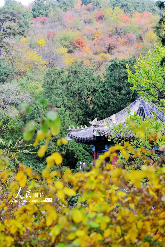 2022北京香山红叶最佳观赏时间，北京推出20处赏红片区