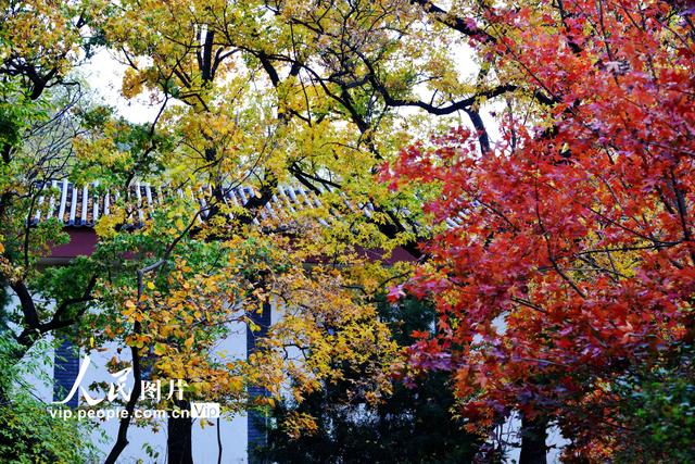 2022北京香山红叶最佳观赏时间，北京推出20处赏红片区