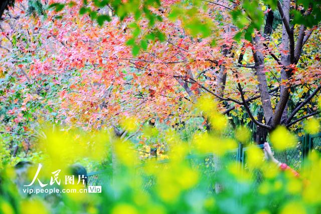 2022北京香山红叶最佳观赏时间，北京推出20处赏红片区