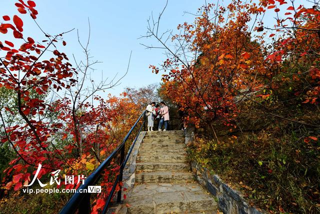 2022北京香山红叶最佳观赏时间，北京推出20处赏红片区