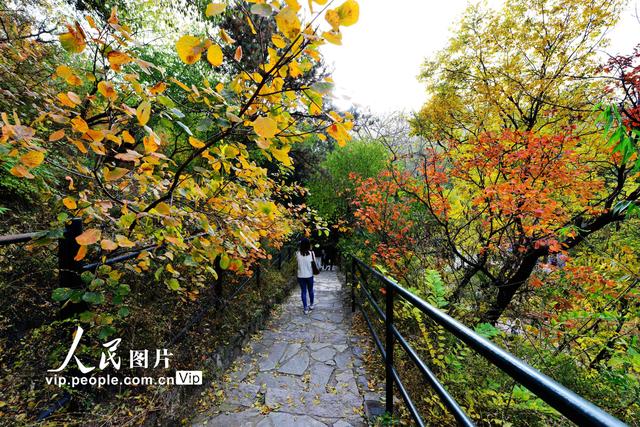 2022北京香山红叶最佳观赏时间，北京推出20处赏红片区