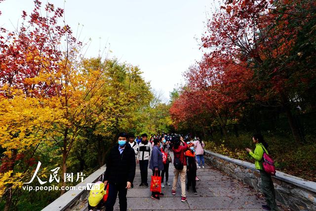 2022北京香山红叶最佳观赏时间，北京推出20处赏红片区