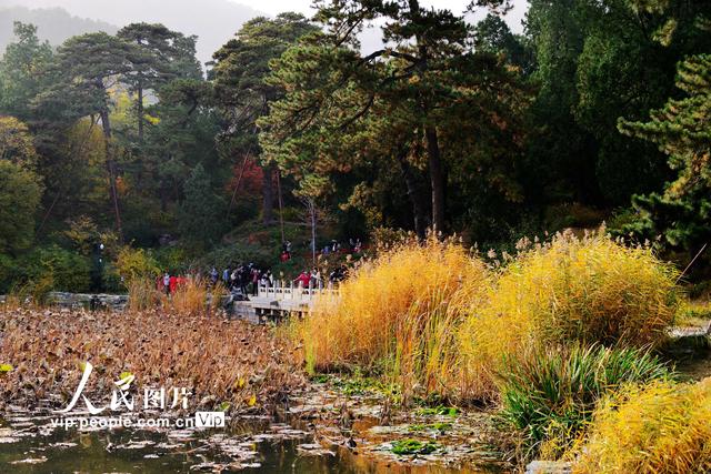 2022北京香山红叶最佳观赏时间，北京推出20处赏红片区