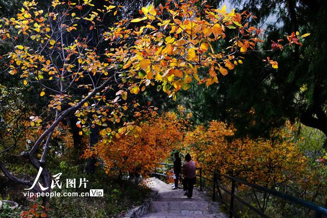 2022北京香山红叶最佳观赏时间，北京推出20处赏红片区