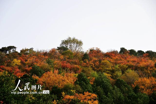 2022北京香山红叶最佳观赏时间，北京推出20处赏红片区