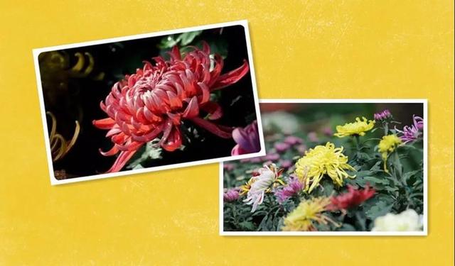 关于菊花菜肴，赏菊还能食菊菊花火锅