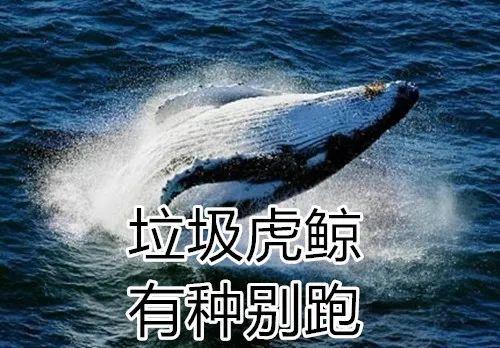 座头鲸为什么喜欢打虎鲸，为什么却无缘无故被座头鲸殴打