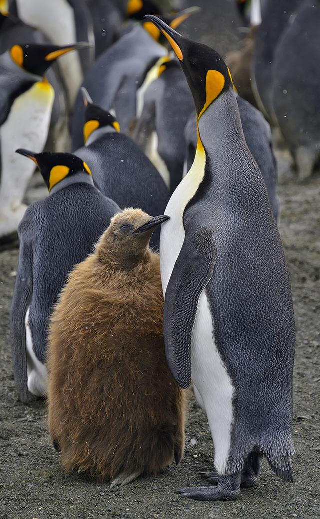 南极象岛企鹅数量，通过卫星发现的以前不为人知的大型企鹅群