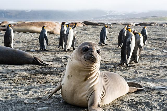 南极象岛企鹅数量，通过卫星发现的以前不为人知的大型企鹅群