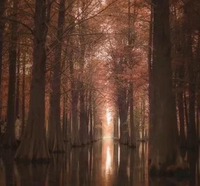 海湾国家森林公园攻略，上海附近有森林公园吗