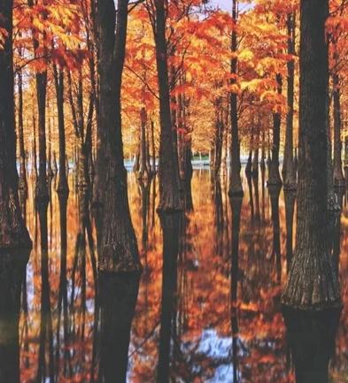 海湾国家森林公园攻略，上海附近有森林公园吗