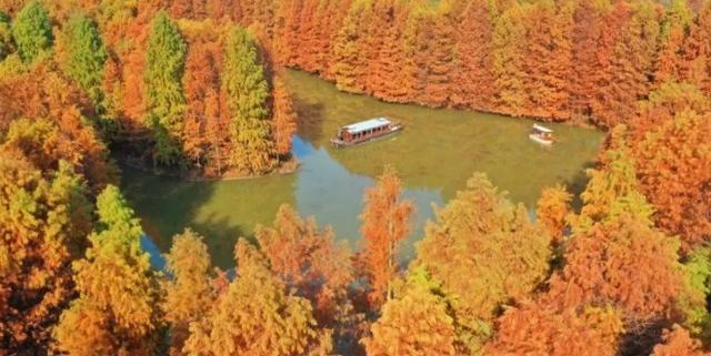 海湾国家森林公园攻略，上海附近有森林公园吗