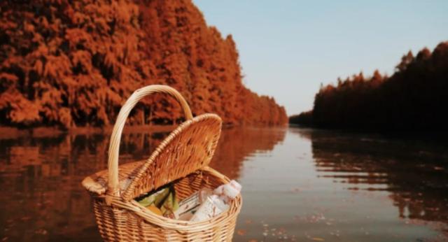 海湾国家森林公园攻略，上海附近有森林公园吗