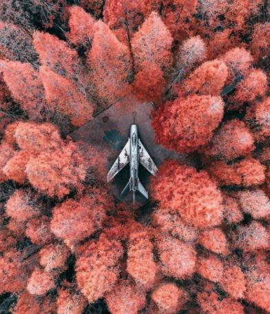 海湾国家森林公园攻略，上海附近有森林公园吗