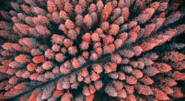 海湾国家森林公园攻略，上海附近有森林公园吗