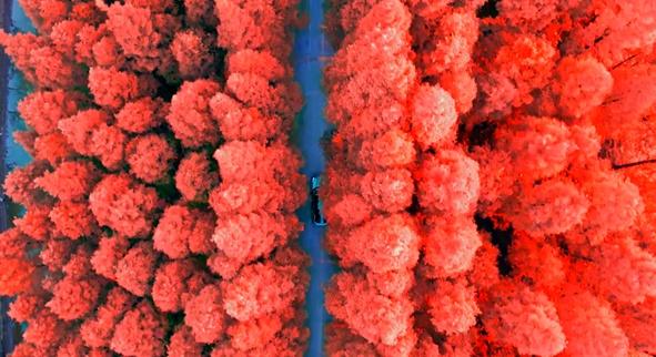 海湾国家森林公园攻略，上海附近有森林公园吗