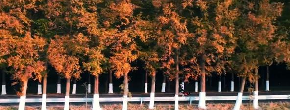 海湾国家森林公园攻略，上海附近有森林公园吗